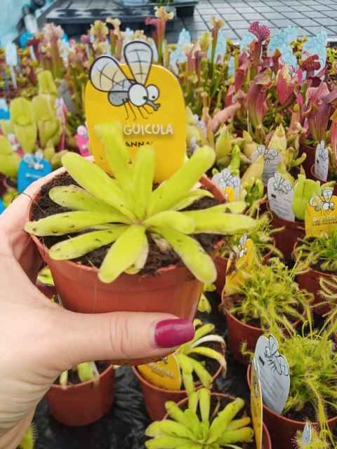 Pinguicula rosiczka owadożerna zjadająca muchy Tłustosz roślina na muchy Pinguicula rosiczka owadożerna zjadająca muchy Tłustosz roślina na muchy
