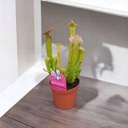 Sarracenia FARNHAMII rosiczka owadożerna Kapturnica Dzbanecznik