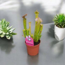 Sarracenia FARNHAMII rosiczka owadożerna Kapturnica Dzbanecznik