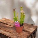 Sarracenia FARNHAMII rosiczka owadożerna Kapturnica Dzbanecznik