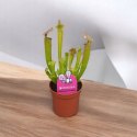 Sarracenia FARNHAMII rosiczka owadożerna Kapturnica Dzbanecznik