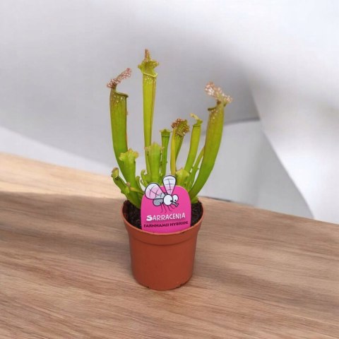 Sarracenia FARNHAMII rosiczka owadożerna Kapturnica Dzbanecznik Sarracenia FARNHAMII rosiczka owadożerna Kapturnica Dzbanecznik