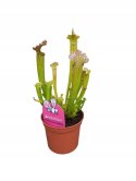 Sarracenia FARNHAMII rosiczka owadożerna Kapturnica Dzbanecznik
