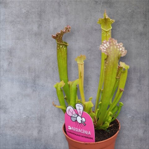 Sarracenia FARNHAMII rosiczka owadożerna Kapturnica Dzbanecznik Sarracenia FARNHAMII rosiczka owadożerna Kapturnica Dzbanecznik