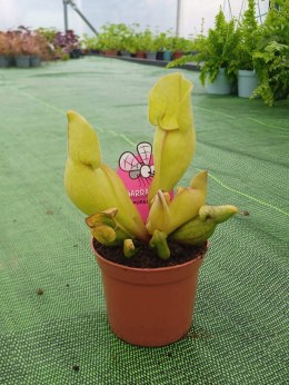 Sarracenia purpurea var. venosa rosiczka owadożerna KAPTURNICA żyłkowana
