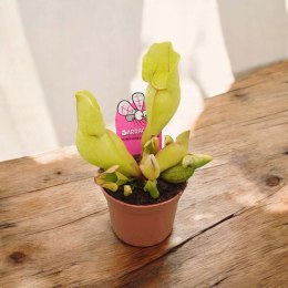 Sarracenia purpurea var. venosa rosiczka owadożerna KAPTURNICA żyłkowana