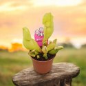 Sarracenia purpurea var. venosa rosiczka owadożerna KAPTURNICA żyłkowana