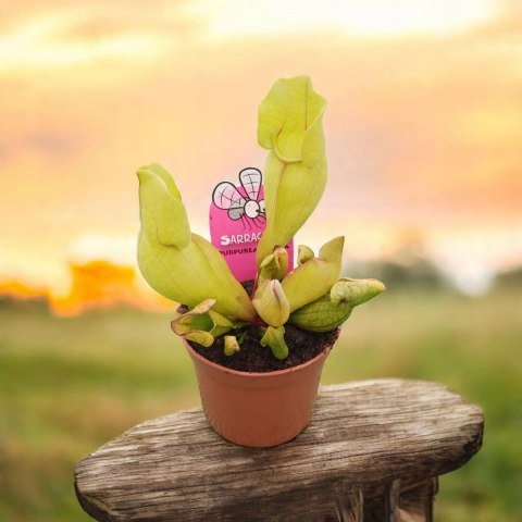 Sarracenia purpurea var. venosa rosiczka owadożerna KAPTURNICA żyłkowana Sarracenia purpurea var. venosa rosiczka owadożerna KAPTURNICA żyłkowana