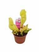 Sarracenia purpurea var. venosa rosiczka owadożerna KAPTURNICA żyłkowana