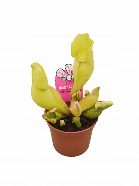 Sarracenia purpurea var. venosa rosiczka owadożerna KAPTURNICA żyłkowana Sarracenia purpurea var. venosa rosiczka owadożerna KAPTURNICA żyłkowana