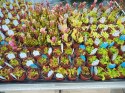 Sarracenia purpurea var. venosa rosiczka owadożerna KAPTURNICA żyłkowana