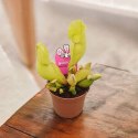 Sarracenia purpurea var. venosa rosiczka owadożerna KAPTURNICA żyłkowana