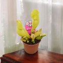 Sarracenia purpurea var. venosa rosiczka owadożerna KAPTURNICA żyłkowana