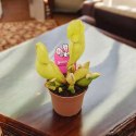 Sarracenia purpurea var. venosa rosiczka owadożerna KAPTURNICA żyłkowana