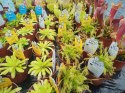 Sarracenia purpurea var. venosa rosiczka owadożerna KAPTURNICA żyłkowana