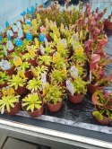 Sarracenia purpurea var. venosa rosiczka owadożerna KAPTURNICA żyłkowana