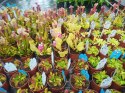 Sarracenia purpurea var. venosa rosiczka owadożerna KAPTURNICA żyłkowana