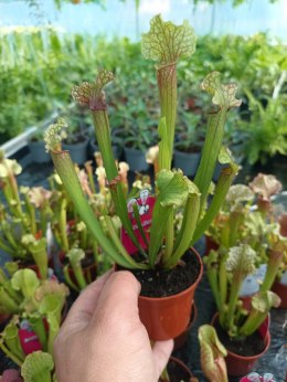 Sarracenia rosiczka owadożerna Kapturnica roślina na muchy Dzbanecznik