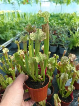 Sarracenia rosiczka owadożerna Kapturnica roślina na muchy Dzbanecznik