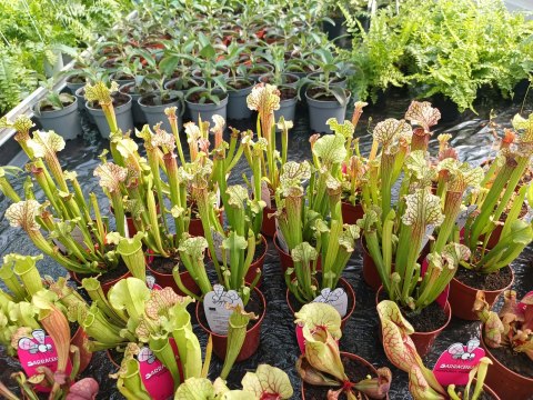 Sarracenia rosiczka owadożerna Kapturnica roślina na muchy Dzbanecznik Sarracenia rosiczka owadożerna Kapturnica roślina na muchy Dzbanecznik
