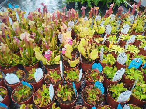 Sarracenia rosiczka owadożerna Kapturnica roślina na muchy Dzbanecznik Sarracenia rosiczka owadożerna Kapturnica roślina na muchy Dzbanecznik
