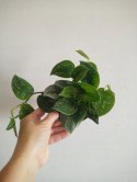 Scindapsus pictus Argyraeus Epipremnum srebrzyste Satynowe