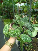 Scindapsus pictus Argyraeus