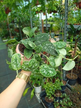 Scindapsus pictus Argyraeus