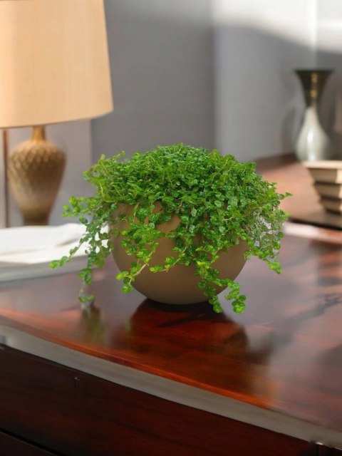 Soleirolia soleirolii Solejrolia rozesłana Łzy Hioba Dziecięce łzy Solerioz Soleirolia soleirolii Solejrolia rozesłana Łzy Hioba Dziecięce łzy Solerioz