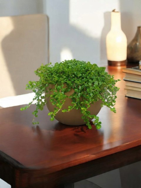 Soleirolia soleirolii Solejrolia rozesłana Łzy Hioba Dziecięce łzy Solerioz Soleirolia soleirolii Solejrolia rozesłana Łzy Hioba Dziecięce łzy Solerioz