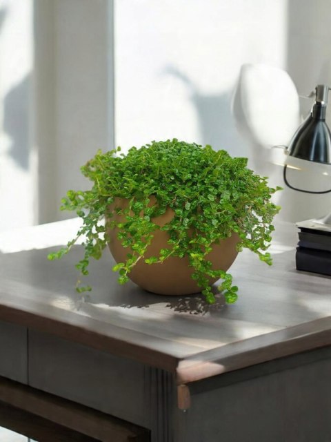 Soleirolia soleirolii Solejrolia rozesłana Łzy Hioba Dziecięce łzy Solerioz Soleirolia soleirolii Solejrolia rozesłana Łzy Hioba Dziecięce łzy Solerioz