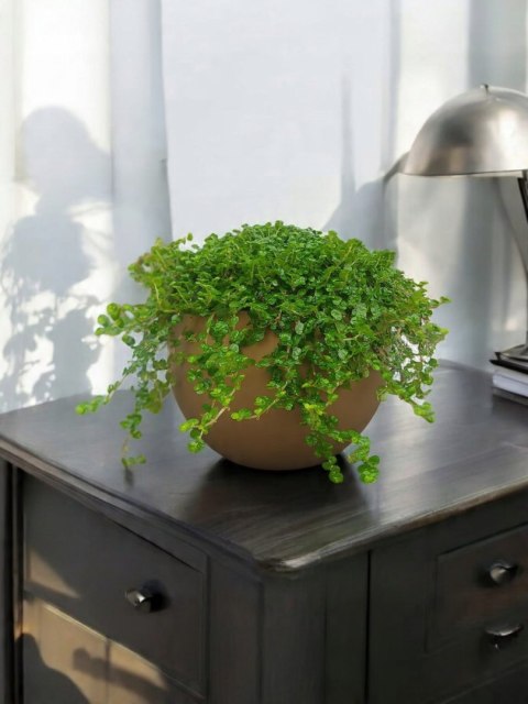 Soleirolia soleirolii Solejrolia rozesłana Łzy Hioba Dziecięce łzy Solerioz Soleirolia soleirolii Solejrolia rozesłana Łzy Hioba Dziecięce łzy Solerioz