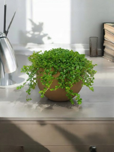 Soleirolia soleirolii Solejrolia rozesłana Łzy Hioba Dziecięce łzy Solerioz Soleirolia soleirolii Solejrolia rozesłana Łzy Hioba Dziecięce łzy Solerioz