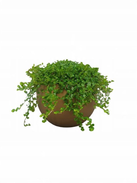 Soleirolia soleirolii Solejrolia rozesłana Łzy Hioba Dziecięce łzy Solerioz Soleirolia soleirolii Solejrolia rozesłana Łzy Hioba Dziecięce łzy Solerioz