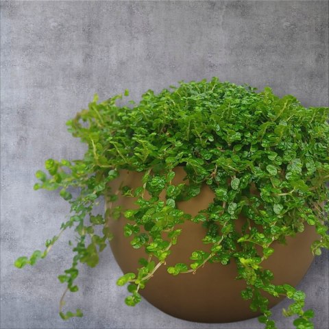 Soleirolia soleirolii Solejrolia rozesłana Łzy Hioba Dziecięce łzy Solerioz Soleirolia soleirolii Solejrolia rozesłana Łzy Hioba Dziecięce łzy Solerioz