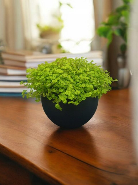 Soleirolia soleirolii Solejrolia rozesłana Łzy Hioba Dziecięce łzy Solerioz Soleirolia soleirolii Solejrolia rozesłana Łzy Hioba Dziecięce łzy Solerioz