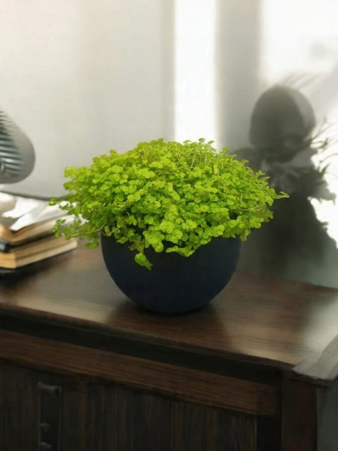 Soleirolia soleirolii Solejrolia rozesłana Łzy Hioba Dziecięce łzy Solerioz Soleirolia soleirolii Solejrolia rozesłana Łzy Hioba Dziecięce łzy Solerioz