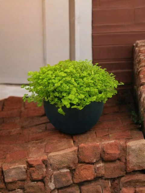 Soleirolia soleirolii Solejrolia rozesłana Łzy Hioba Dziecięce łzy Solerioz Soleirolia soleirolii Solejrolia rozesłana Łzy Hioba Dziecięce łzy Solerioz