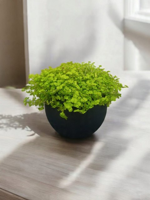 Soleirolia soleirolii Solejrolia rozesłana Łzy Hioba Dziecięce łzy Solerioz Soleirolia soleirolii Solejrolia rozesłana Łzy Hioba Dziecięce łzy Solerioz