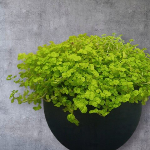 Soleirolia soleirolii Solejrolia rozesłana Łzy Hioba Dziecięce łzy Solerioz Soleirolia soleirolii Solejrolia rozesłana Łzy Hioba Dziecięce łzy Solerioz