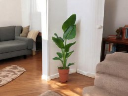 Strelitzia Królewska Biała RAJSKI PTAK Strelicja Nicolai