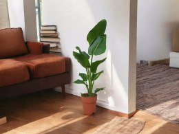 Strelitzia Królewska Biała RAJSKI PTAK Strelicja Nicolai