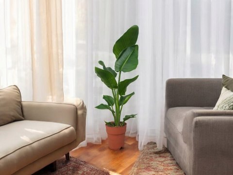 Strelitzia Królewska Biała RAJSKI PTAK Strelicja Nicolai Strelitzia Królewska Biała RAJSKI PTAK Strelicja Nicolai