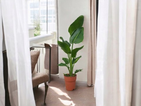 Strelitzia Królewska Biała RAJSKI PTAK Strelicja Nicolai Strelitzia Królewska Biała RAJSKI PTAK Strelicja Nicolai