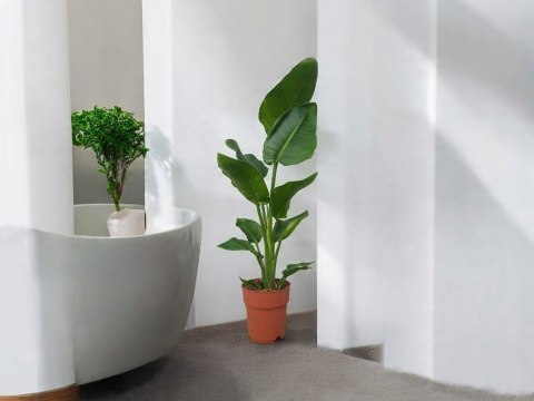 Strelitzia Królewska Biała RAJSKI PTAK Strelicja Nicolai Strelitzia Królewska Biała RAJSKI PTAK Strelicja Nicolai