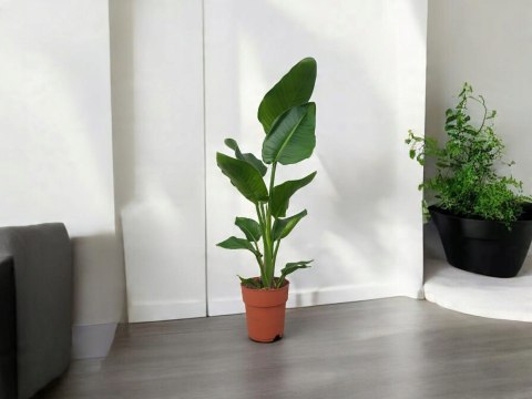 Strelitzia Królewska Biała RAJSKI PTAK Strelicja Nicolai Strelitzia Królewska Biała RAJSKI PTAK Strelicja Nicolai