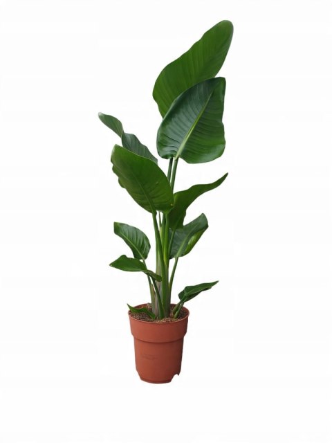 Strelitzia Królewska Biała RAJSKI PTAK Strelicja Nicolai Strelitzia Królewska Biała RAJSKI PTAK Strelicja Nicolai