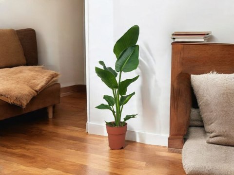 Strelitzia Królewska Biała RAJSKI PTAK Strelicja Nicolai Strelitzia Królewska Biała RAJSKI PTAK Strelicja Nicolai