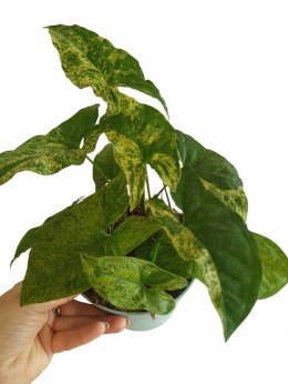 Syngonium nakrapiane podophyllum Mottled Zroślicha marmurkowa PROD. PL