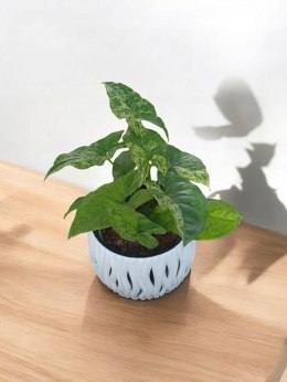 Syngonium nakrapiane podophyllum Mottled Zroślicha marmurkowa PROD. PL